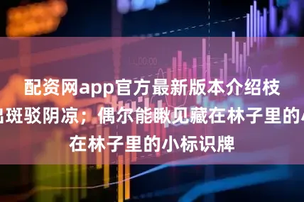 配资网app官方最新版本介绍枝叶交叠出斑驳阴凉；偶尔能瞅见藏在林子里的小标识牌